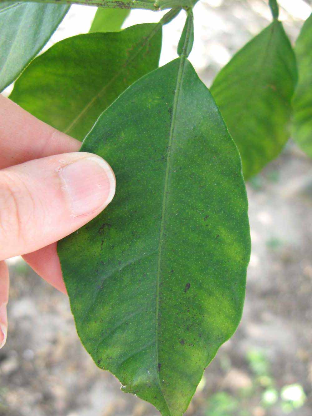            Unifoliolate leaf of  Citrus neoaurantium        (Tosu, Winter Haven, FL)   